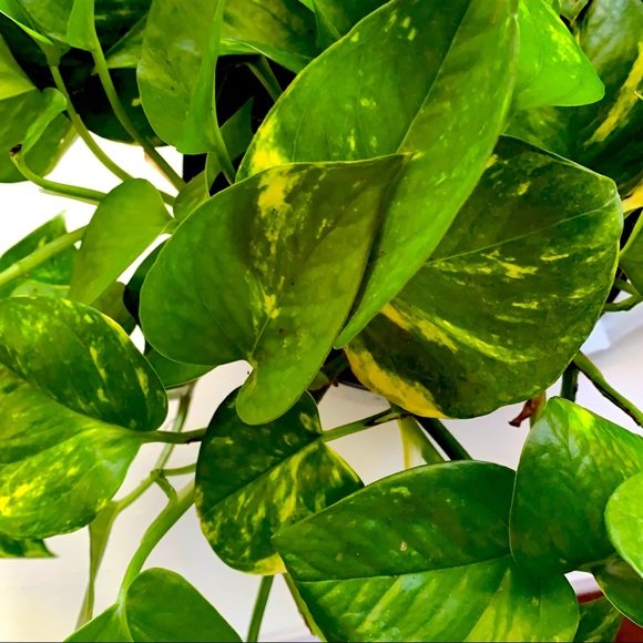 Meet your Posher, Abby - Picture 1 of 1